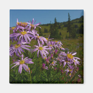 Paarse Aster Flowers op Mount Rainier Magneet