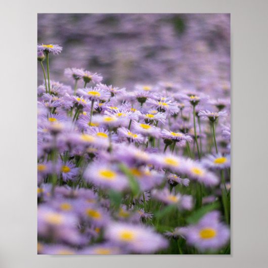 Paarse Aster Flowers Poster (Voorkant)