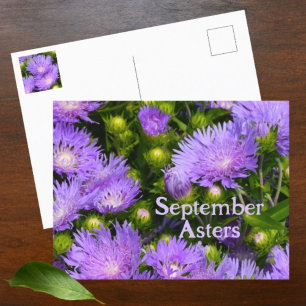 Paarse Aster Wilde Bloemen Fotografische Bloem Briefkaart