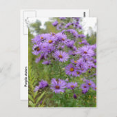 Paarse Asters Briefkaart (Voorkant / Achterkant)