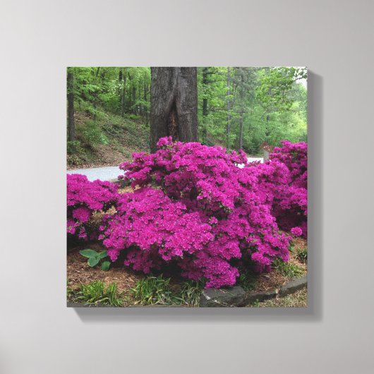 Paarse Azalea Struiken in bloei Canvas Afdruk (Voorkant)