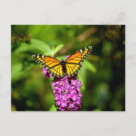 Paarse baard (Viceroy Butterfly) Briefkaart (Voorkant)