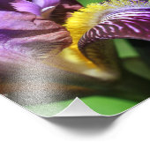 Paarse baardbloemblad Iris bloemblad Close Up 8x8 Foto Afdruk (Hoek)