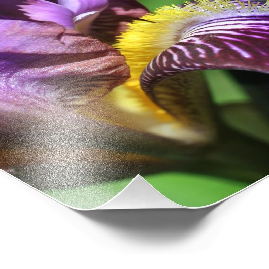 Paarse baardbloemblad Iris bloemblad Close Up 8x8 Foto Afdruk (Hoek)