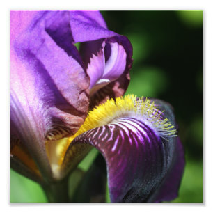 Paarse baardbloemblad Iris bloemblad Close Up 8x8 Foto Afdruk