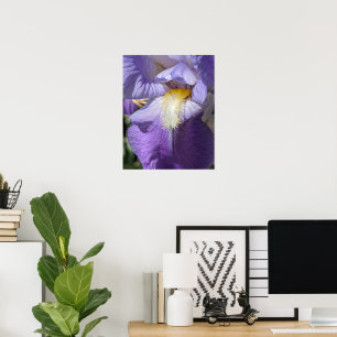 Paarse Baardiris Bloem Poster