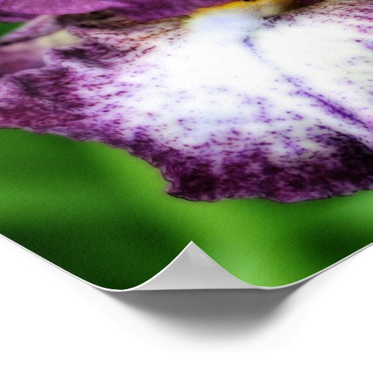 Paarse baardiris Close-Up Flower Orton Art Poster (Hoek)