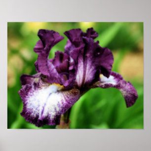Paarse baardiris Close-Up Flower Orton Art Poster