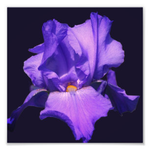 Paarse Bearded Iris Flower 8x8 Foto Afdruk