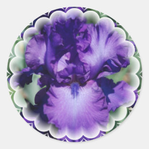 Paarse Bearded Iris Sticker