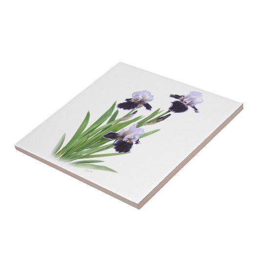 Paarse Bearded Iris Trio Bloemen Botanische Kunst Tegeltje (Zijkant)