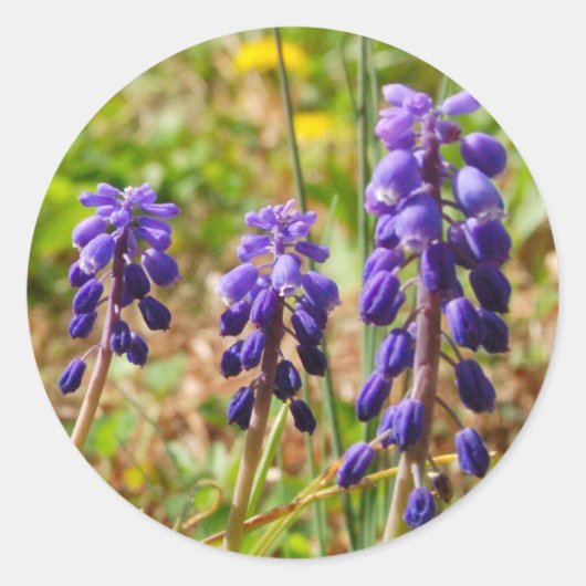 Paarse Bell Buds Flower Sticker (Voorkant)