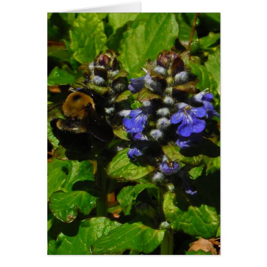 Paarse bijenbalm en roodbaars (Voorkant)