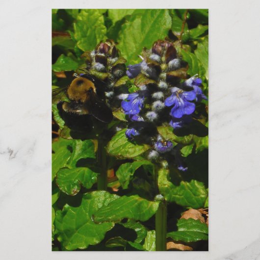 Paarse bijenbalm en roodbaars briefpapier (Voorkant)