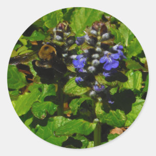Paarse bijenbalm en roodbaars ronde sticker