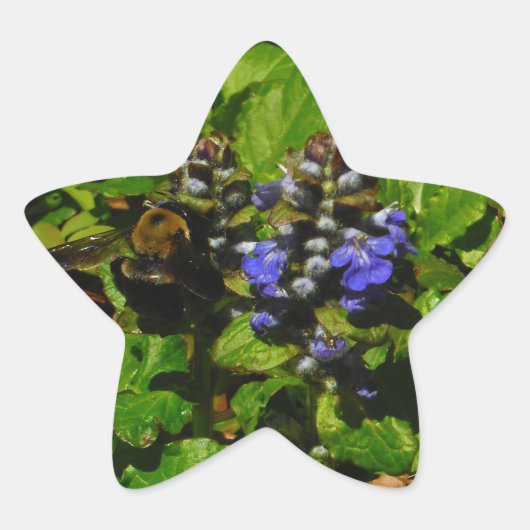 Paarse bijenbalm en roodbaars ster sticker (Voorkant)