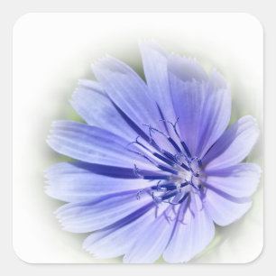 paarse blauwe cichorei vierkante sticker