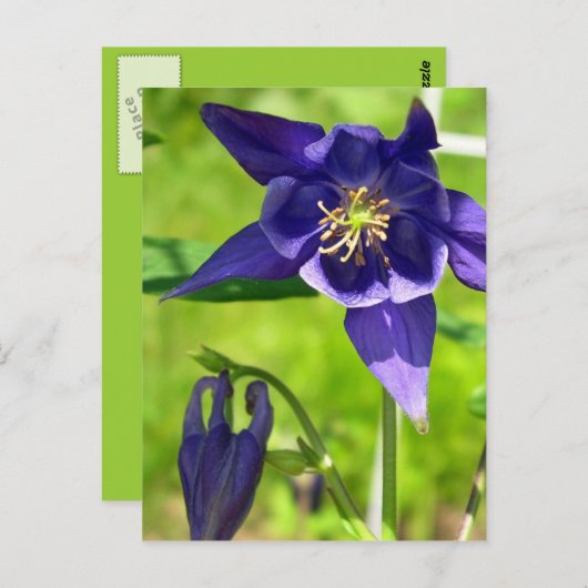Paarse Blauwe Columbine Flower Briefkaart (Voorkant / Achterkant)