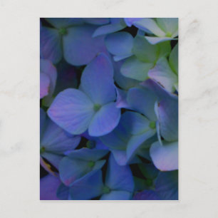 Paarse blauwe hortensia's bloembloem briefkaart