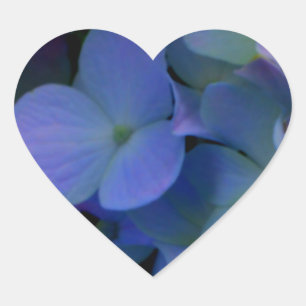 Paarse blauwe hortensia's bloembloem hart sticker