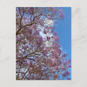 Paarse blauwe Jacarandabische boom Briefkaart