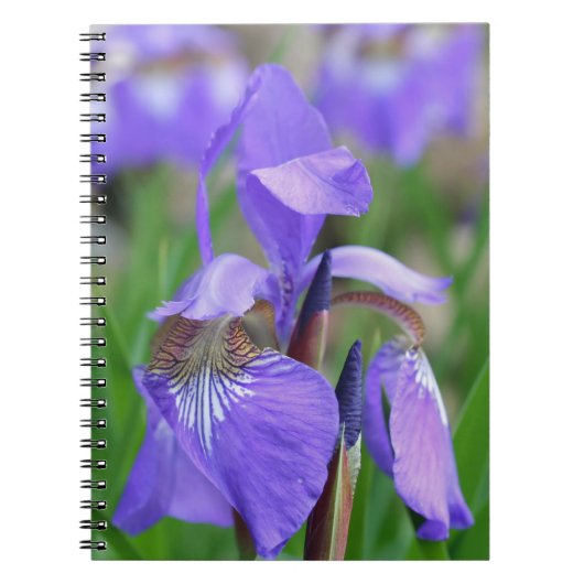 Paarse blauwe vlag Iris bloem Natuur Notitieboek (Voorkant)