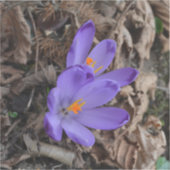 Paarse bloeiende bossen sticker (Voorkant)