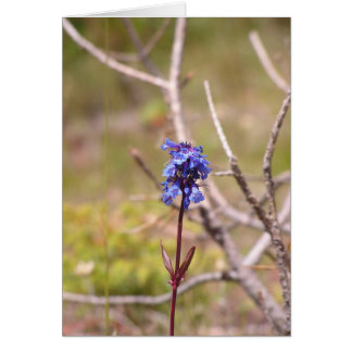 paarse bloem