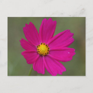 paarse bloem briefkaart