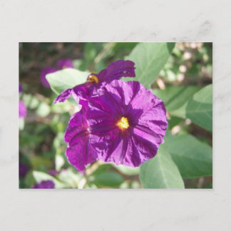 Paarse bloem briefkaart