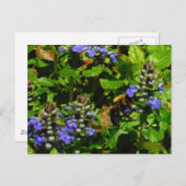 Paarse Bloem en Bumble Bee Briefkaart (Voorkant / Achterkant)