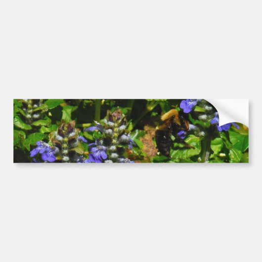 Paarse Bloem en Bumble Bee Bumpersticker (Voorkant)