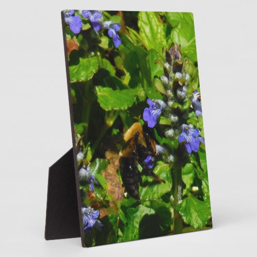 Paarse Bloem en Bumble Bee Fotoplaat (Zijkant)