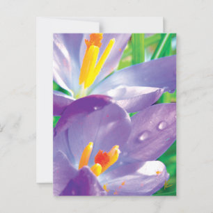 Paarse Bloem Met Dauw Elegante Natuur Briefkaart