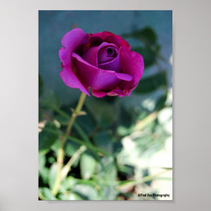 Paarse Bloem Roos Poster