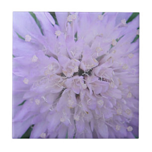 Paarse bloem tegeltje