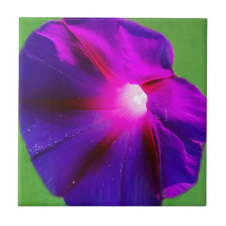 Paarse Bloem Tegeltje