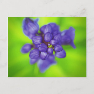 paarse bloemen briefkaart