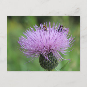 Paarse bloemen en insecten #2 briefkaart