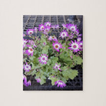 Paarse Bloemen
