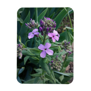 Paarse Bloemen Magneet