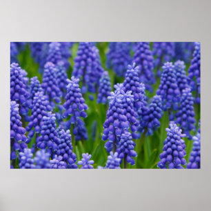 PAARSE BLUE GRAPE-STROMEN NATUUR GRASS BEAUTY-SCHE POSTER