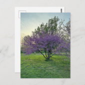 Paarse Bomen Briefkaart (Voorkant / Achterkant)