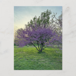 Paarse Bomen Briefkaart