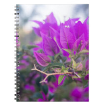 Paarse Bougainvillea Bloemen