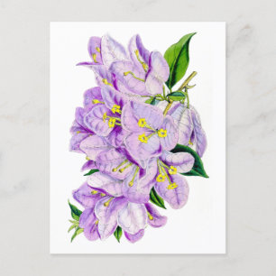Paarse Bougainvillea Vintage Botanisch Briefkaart
