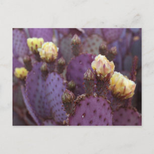 Paarse Cactus Flowers Yellow Blooms Briefkaart