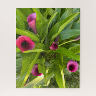 Paarse Calla Lily, Oakland Legpuzzel