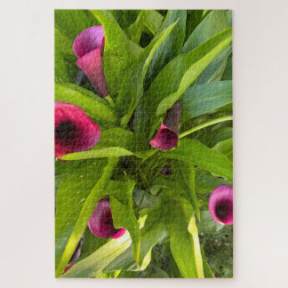 Paarse Calla Lily, Oakland Legpuzzel