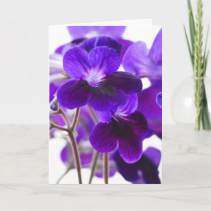 Paarse Cape Primrose Flowers Card Kaart